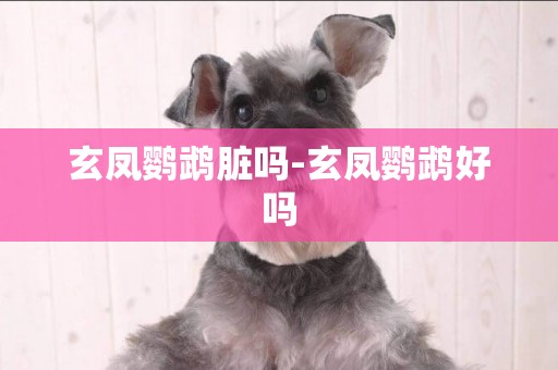 玄鳳鸚鵡臟嗎-玄鳳鸚鵡好嗎