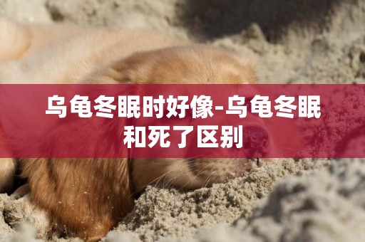烏龜冬眠時好像-烏龜冬眠和死了區別