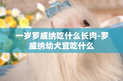 一歲羅威納吃什么長肉-羅威納幼犬宜吃什么