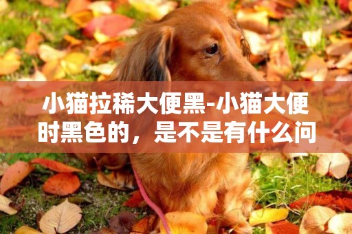 小貓拉稀大便黑-小貓大便時黑色的，是不是有什么問題啊？