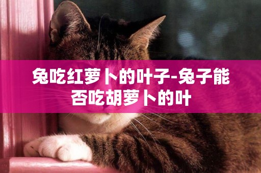 兔吃紅蘿卜的葉子-兔子能否吃胡蘿卜的葉