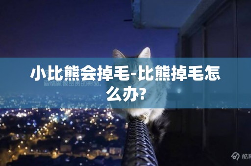 小比熊會掉毛-比熊掉毛怎么辦?