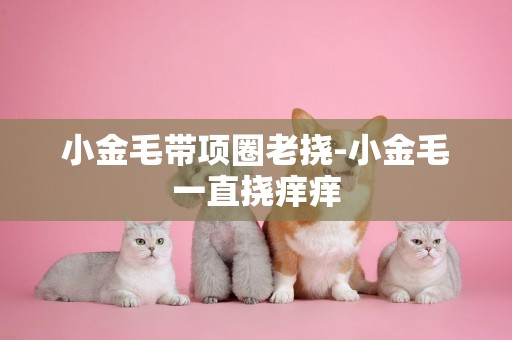 小金毛帶項圈老撓-小金毛一直撓癢癢