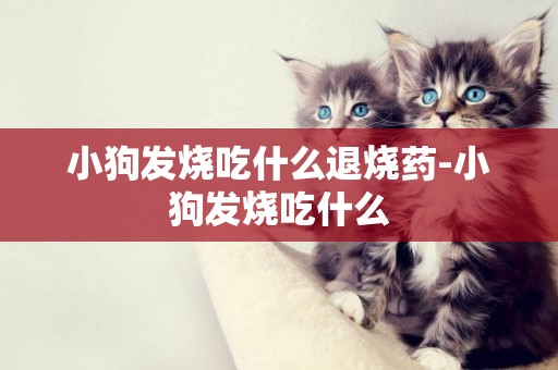 小狗發燒吃什么退燒藥-小狗發燒吃什么