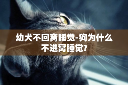 幼犬不回窩睡覺-狗為什么不進窩睡覺?