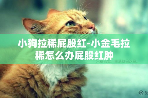 小狗拉稀屁股紅-小金毛拉稀怎么辦屁股紅腫