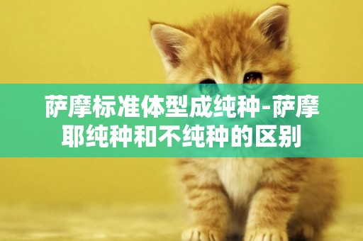 薩摩標準體型成純種-薩摩耶純種和不純種的區別