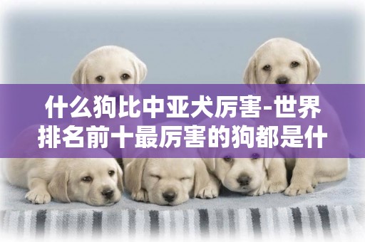 什么狗比中亞犬厲害-世界排名前十最厲害的狗都是什么?