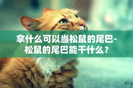 拿什么可以當松鼠的尾巴-松鼠的尾巴能干什么？