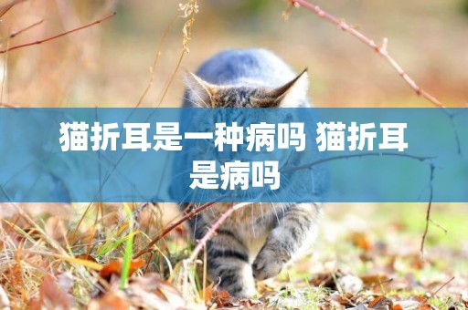 貓折耳是一種病嗎 貓折耳是病嗎