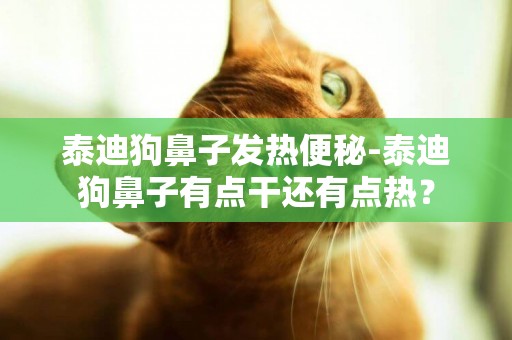 泰迪狗鼻子發熱便秘-泰迪狗鼻子有點干還有點熱？