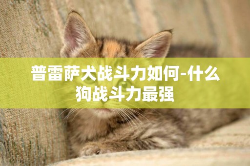 普雷薩犬戰斗力如何-什么狗戰斗力最強