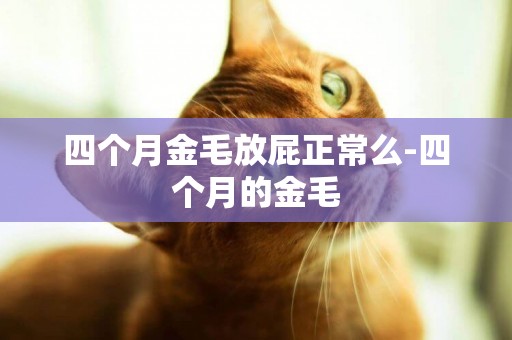 四個月金毛放屁正常么-四個月的金毛
