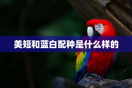 美短和藍白配種是什么樣的
