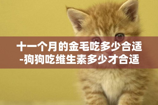 十一個月的金毛吃多少合適-狗狗吃維生素多少才合適