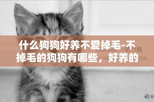 什么狗狗好養不愛掉毛-不掉毛的狗狗有哪些，好養的？