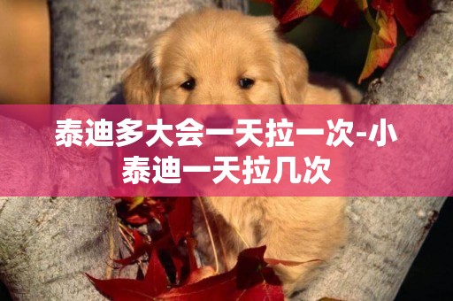 泰迪多大會一天拉一次-小泰迪一天拉幾次