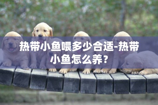 熱帶小魚喂多少合適-熱帶小魚怎么養？