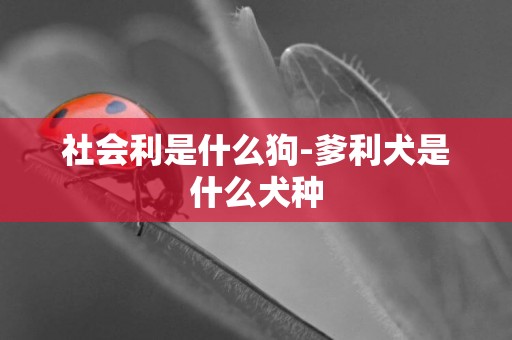 社會利是什么狗-爹利犬是什么犬種