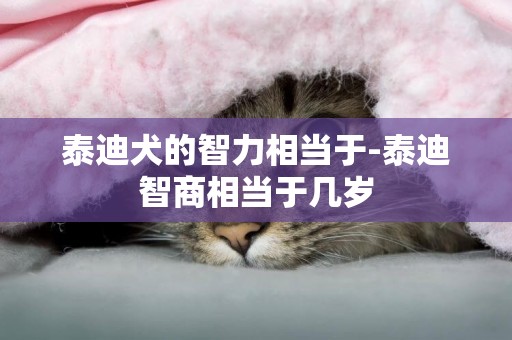 泰迪犬的智力相當于-泰迪智商相當于幾歲