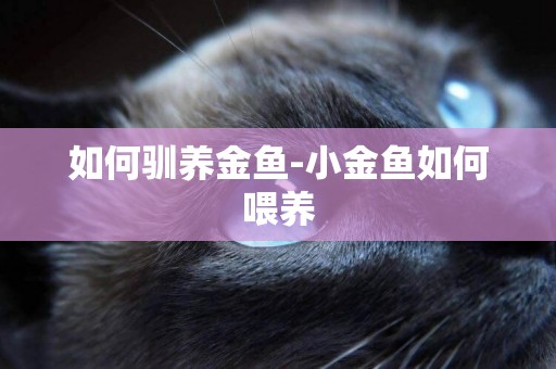 如何馴養金魚-小金魚如何喂養