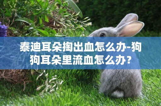 泰迪耳朵掏出血怎么辦-狗狗耳朵里流血怎么辦？