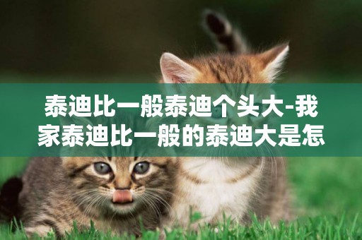 泰迪比一般泰迪個頭大-我家泰迪比一般的泰迪大是怎么回事