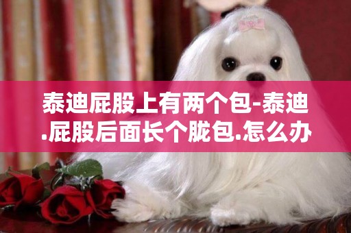 泰迪屁股上有兩個包-泰迪.屁股后面長個朧包.怎么辦