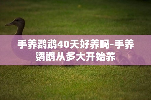 手養鸚鵡40天好養嗎-手養鸚鵡從多大開始養