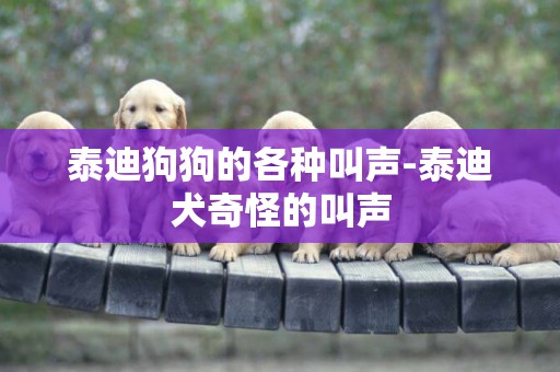 泰迪狗狗的各種叫聲-泰迪犬奇怪的叫聲