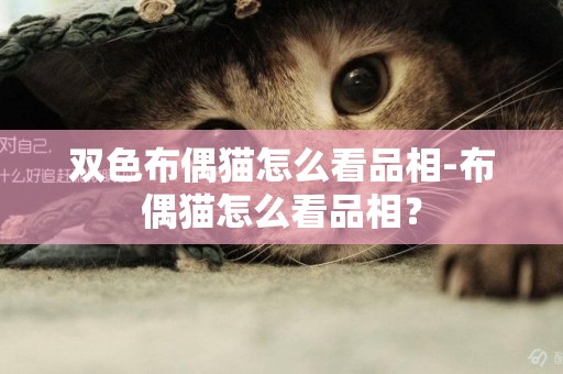 雙色布偶貓怎么看品相-布偶貓怎么看品相？