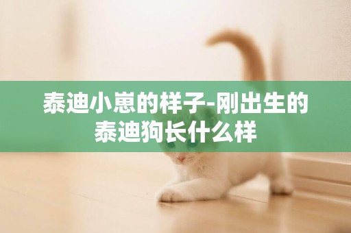 泰迪小崽的樣子-剛出生的泰迪狗長什么樣
