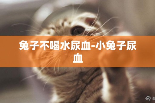 兔子不喝水尿血-小兔子尿血