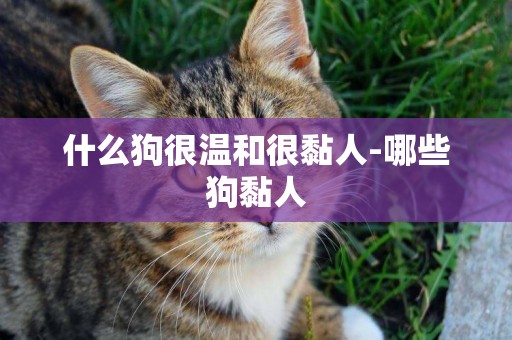 什么狗很溫和很黏人-哪些狗黏人