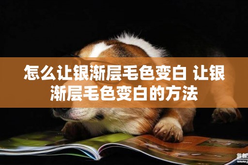 怎么讓銀漸層毛色變白 讓銀漸層毛色變白的方法