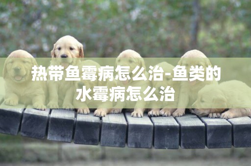 熱帶魚霉病怎么治-魚類的水霉病怎么治
