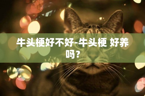 牛頭梗好不好-牛頭梗 好養嗎？