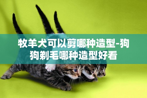 牧羊犬可以剪哪種造型-狗狗剃毛哪種造型好看