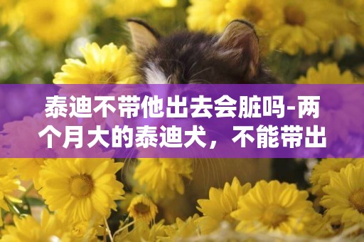 泰迪不帶他出去會臟嗎-兩個月大的泰迪犬，不能帶出去嗎，