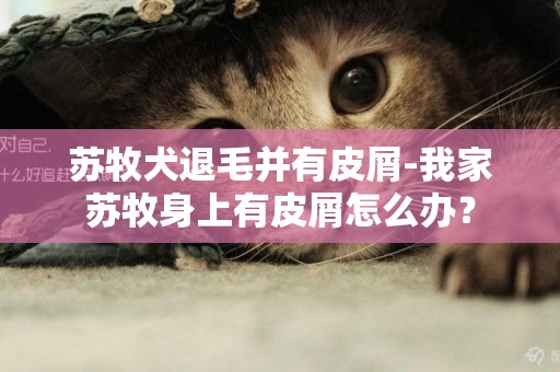 蘇牧犬退毛并有皮屑-我家蘇牧身上有皮屑怎么辦？