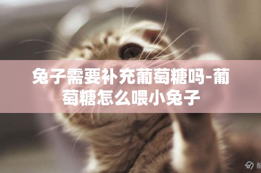 兔子需要補充葡萄糖嗎-葡萄糖怎么喂小兔子