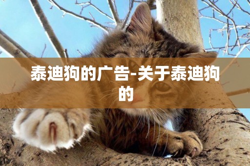 泰迪狗的廣告-關于泰迪狗的