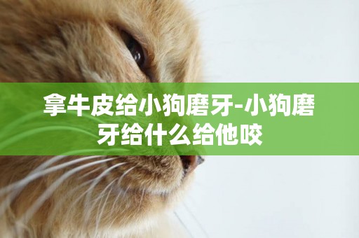 拿牛皮給小狗磨牙-小狗磨牙給什么給他咬