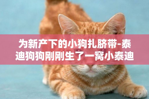 為新產下的小狗扎臍帶-泰迪狗狗剛剛生了一窩小泰迪，小狗狗的臍帶扎短了，會不會有問題？