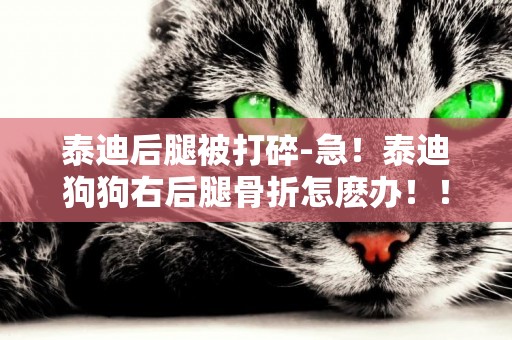 泰迪后腿被打碎-急！泰迪狗狗右后腿骨折怎麼辦！！！