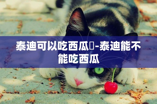 泰迪可以吃西瓜嗎-泰迪能不能吃西瓜