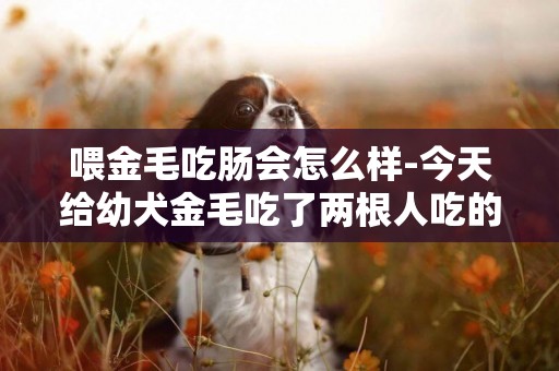 喂金毛吃腸會怎么樣-今天給幼犬金毛吃了兩根人吃的火腿腸狗狗會怎么樣能挽