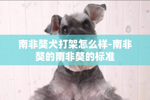 南非獒犬打架怎么樣-南非獒的南非獒的標準