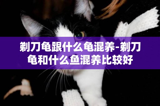 剃刀龜跟什么龜混養-剃刀龜和什么魚混養比較好