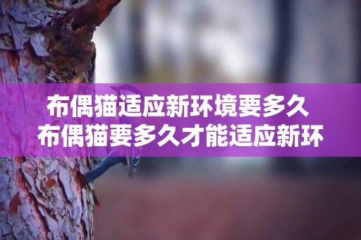 布偶貓適應新環境要多久 布偶貓要多久才能適應新環境